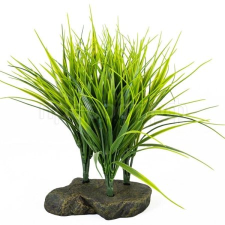 Растение LUCKY REPTILE Sumatra Grass 20см (Германия) IF-67