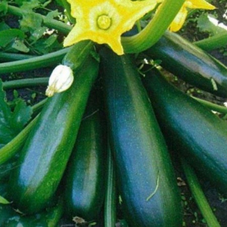 Кабачок Диамант F1 500 шт